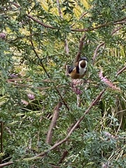 Acanthorhynchus tenuirostris