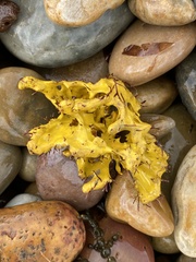 Pleraplysilla