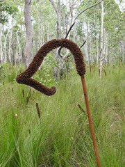 Xanthorrhoea johnsonii