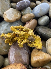 Pleraplysilla