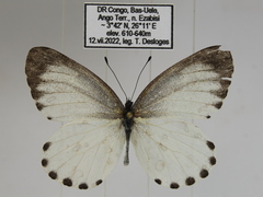 Mylothris canescens