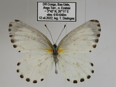 Mylothris canescens