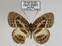 Euriphene goniogramma
