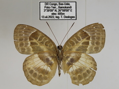 Euriphene goniogramma