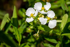 Sagittaria platyphylla
