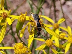 Chauliognathus basalis