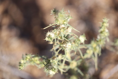 Salsola australis