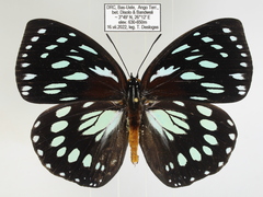 Charaxes eurinome ansellica