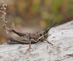 Monistria discrepans