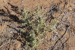 Salsola australis