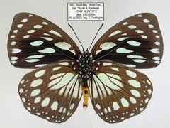 Charaxes eurinome ansellica