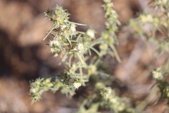Salsola australis