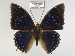 Charaxes tiridates tiridatinus