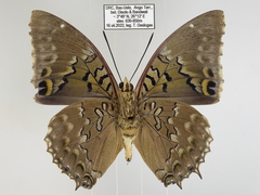 Charaxes tiridates tiridatinus