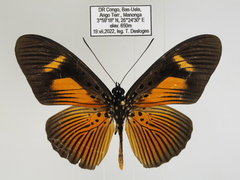 Pseudacraea eurytus eurytus