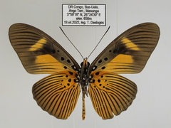 Pseudacraea eurytus eurytus