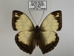 Cymothoe jodutta mostinckxi