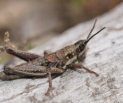 Monistria discrepans