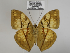 Cymothoe jodutta mostinckxi
