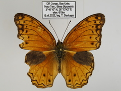 Lachnoptera anticlia