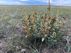 Atriplex gardneri