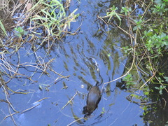 Hydromys chrysogaster
