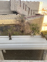 Passer domesticus