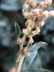 Atriplex gardneri
