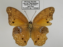 Lachnoptera anticlia