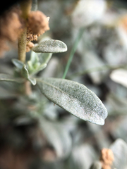 Atriplex gardneri