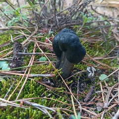 Tolypocladium capitatum