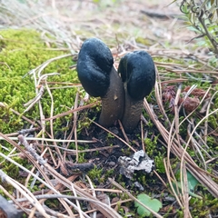 Tolypocladium capitatum