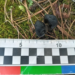 Tolypocladium capitatum