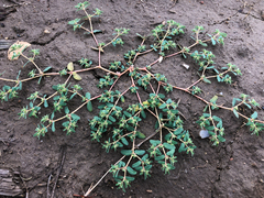 Euphorbia glyptosperma