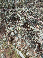 Berberis haematocarpa