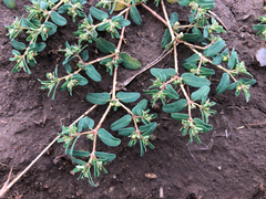 Euphorbia glyptosperma