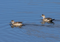 Lophonetta specularioides