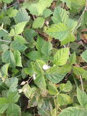 Rubus caesius