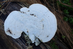 Trametes elegans