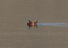 Oxyura ferruginea