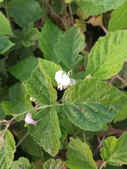 Rubus caesius