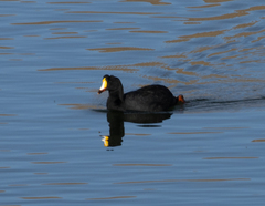Fulica gigantea