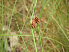 Chorizandra cymbaria