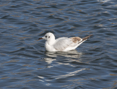 Chroicocephalus serranus