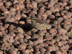 Cinclodes albiventris