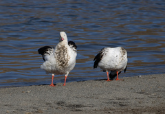 Oressochen melanopterus