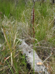 Machaerina teretifolia