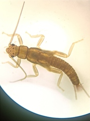 Zelandobius