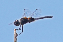 Macrodiplax balteata