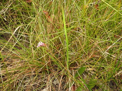 Machaerina teretifolia